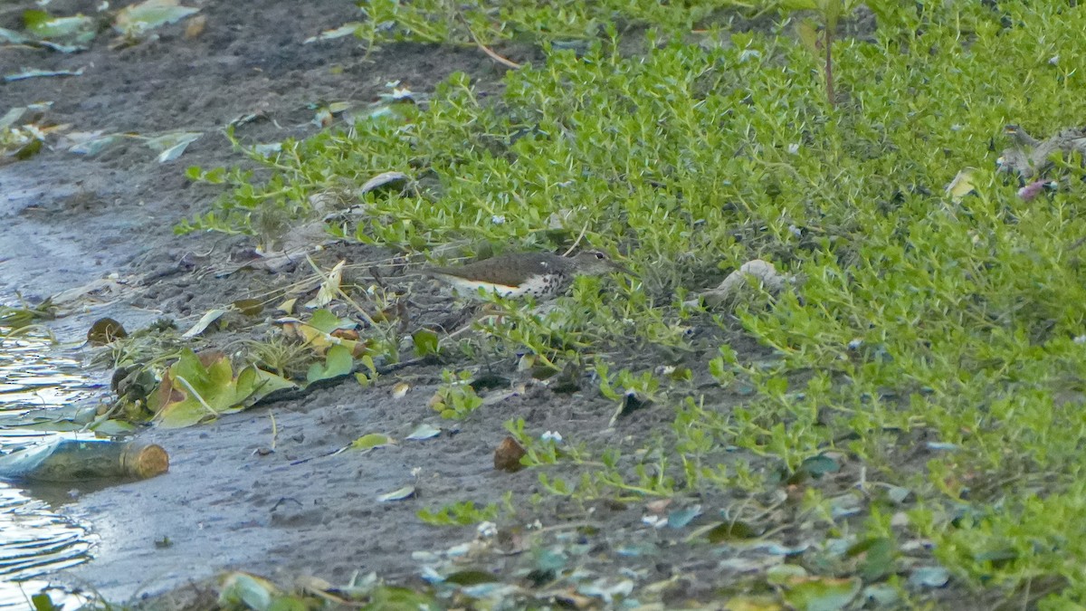 Spotted Sandpiper - ML639692820