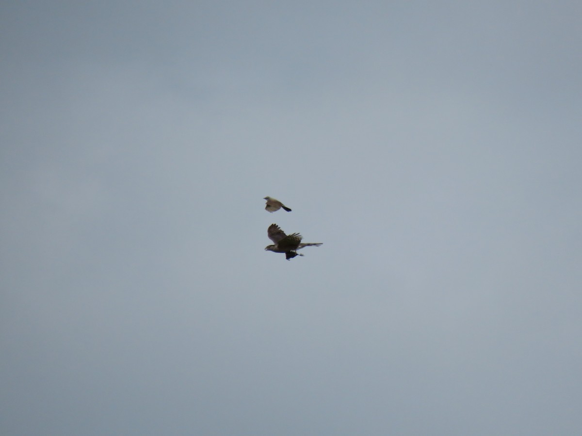 Western Kingbird - ML639692827