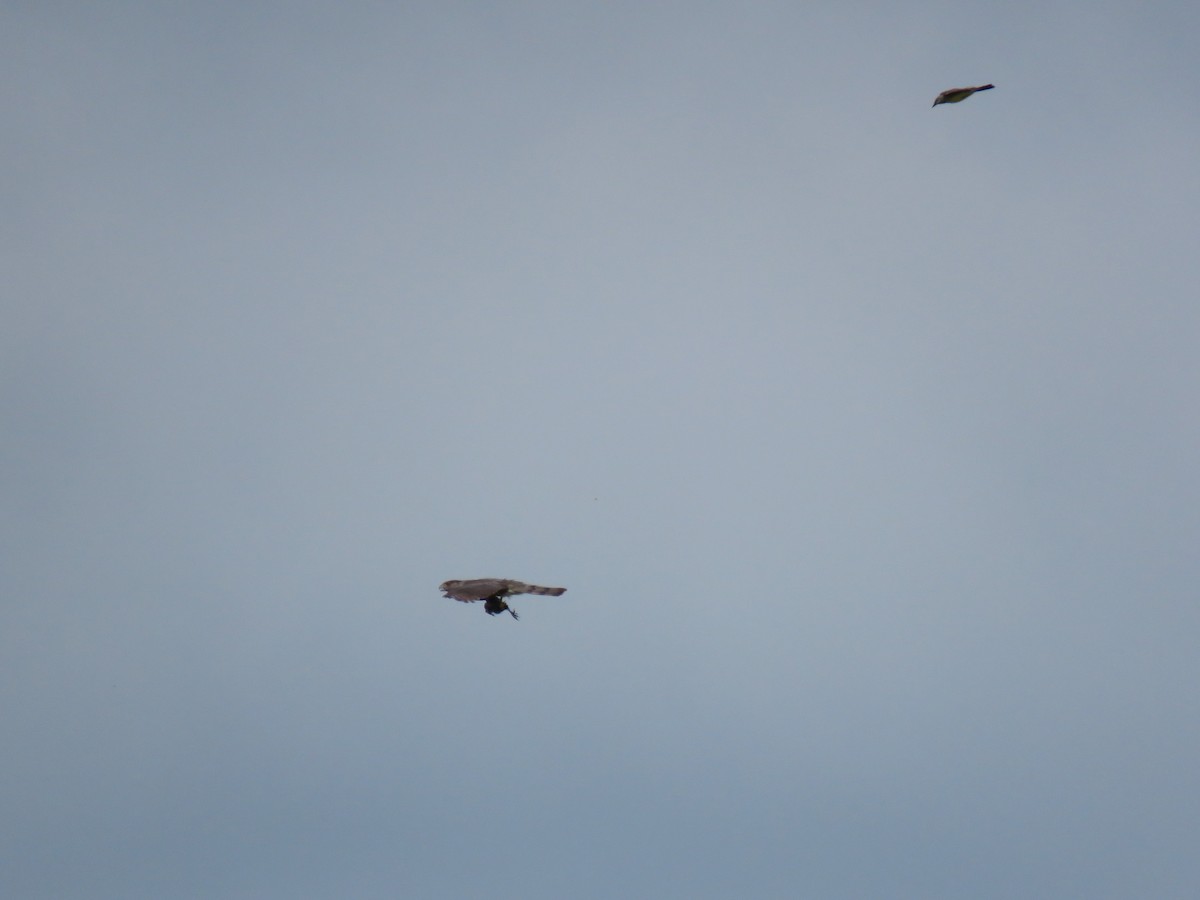 Cooper's Hawk - ML639692830