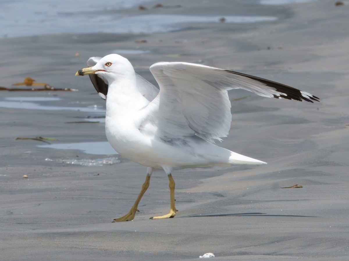 California Gull - ML639692834