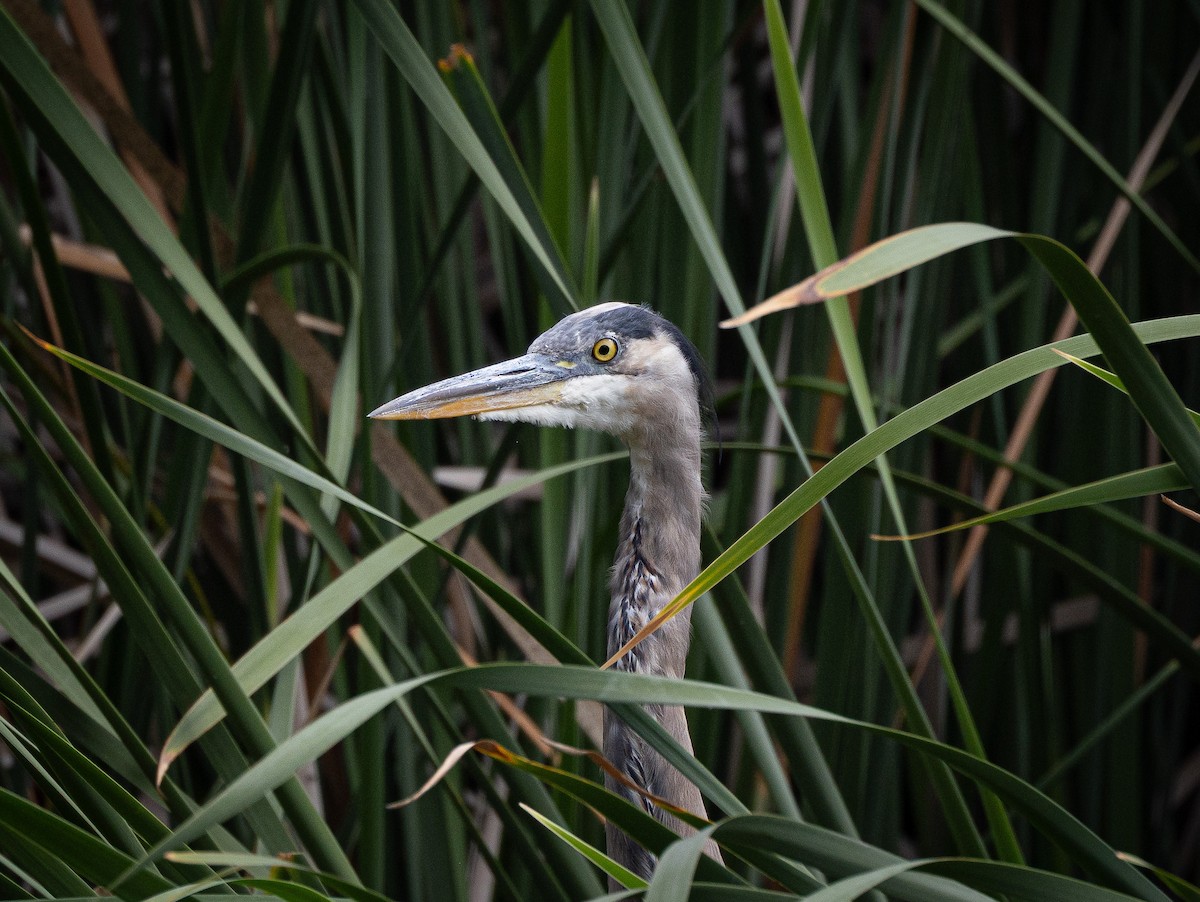 Great Blue Heron - ML639692835
