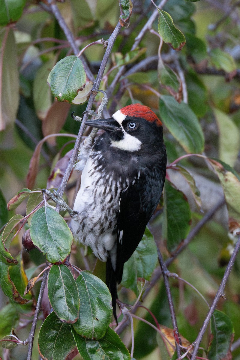 Acorn Woodpecker - ML639692836