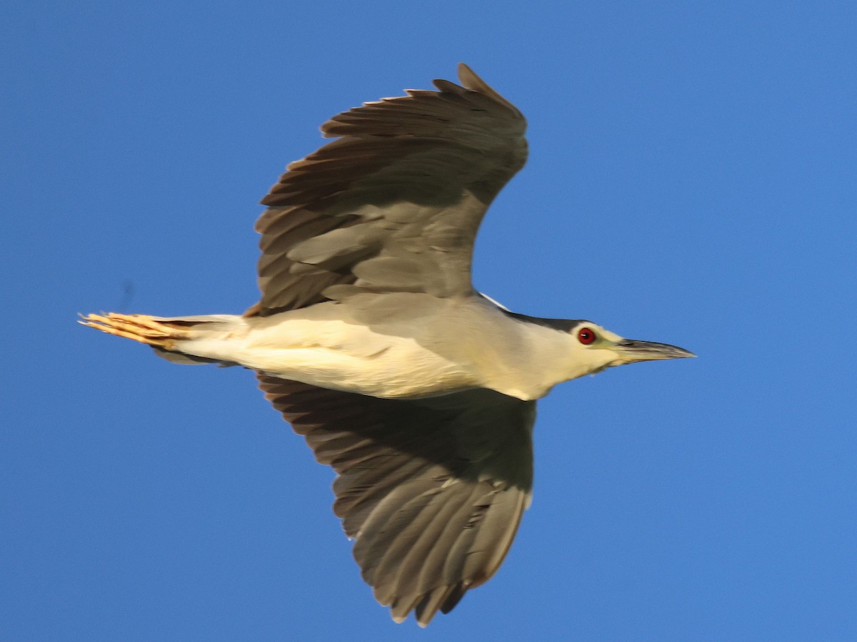 Black-crowned Night Heron - ML639692838