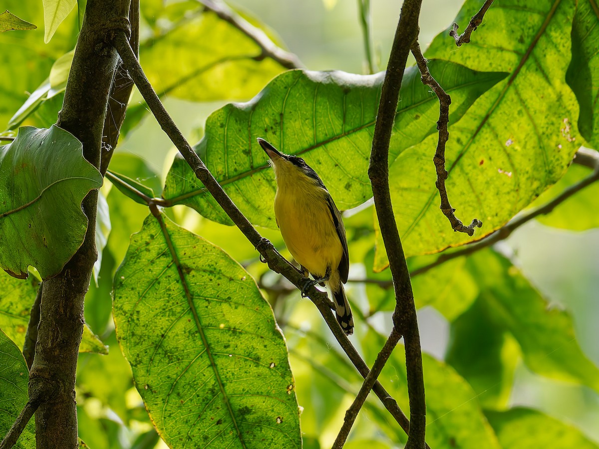 Common Tody-Flycatcher - ML639692839