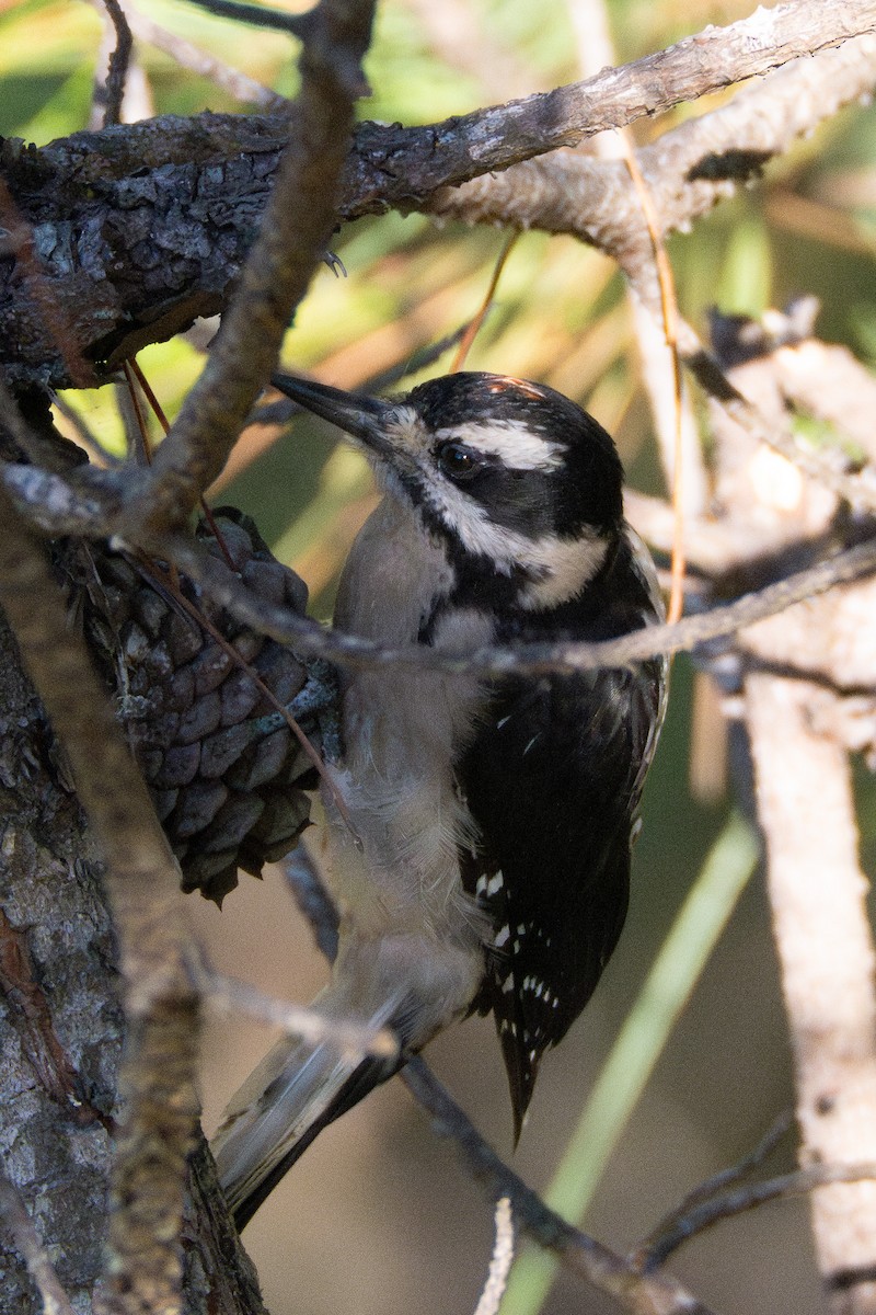 Hairy Woodpecker - ML639692840