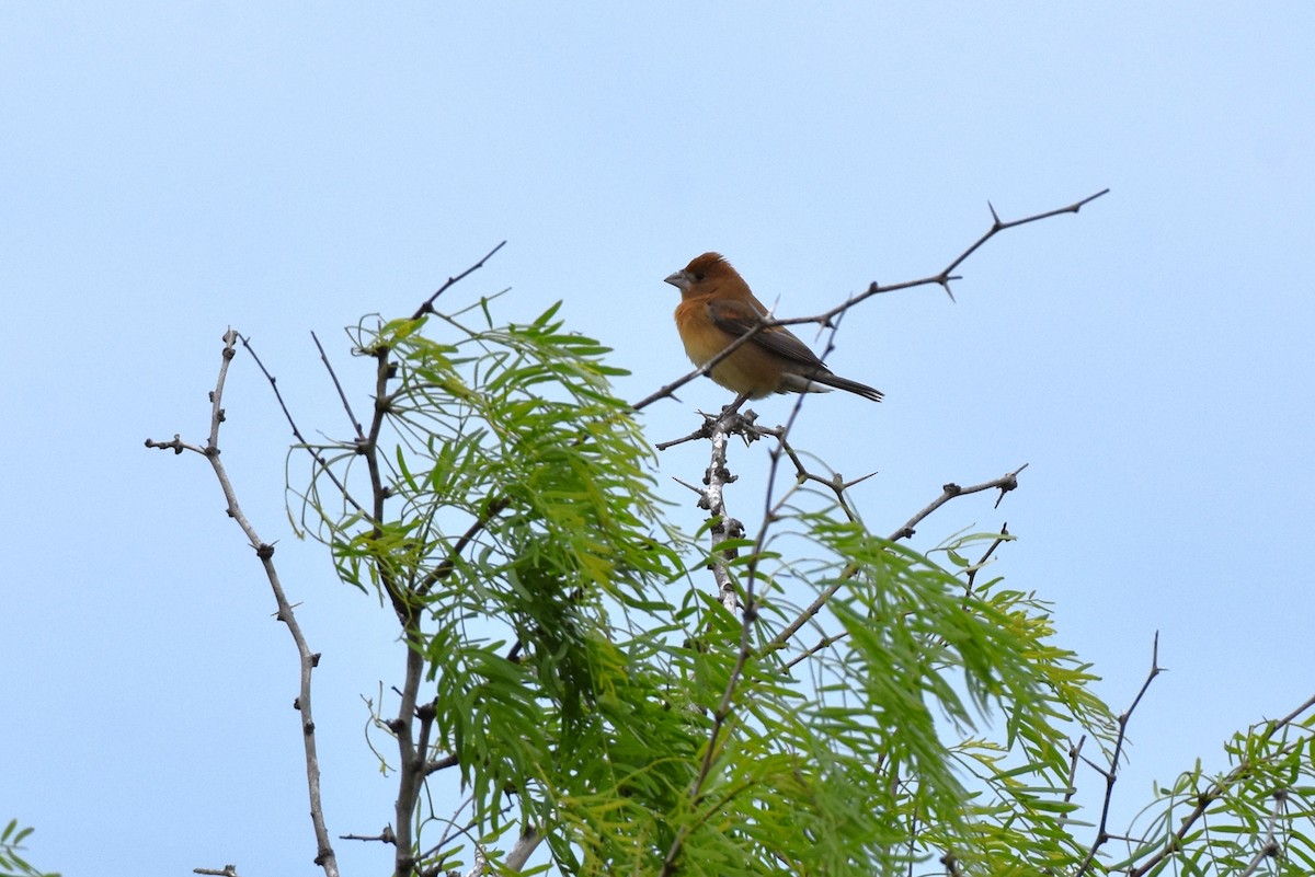 Blue Grosbeak - ML639692841