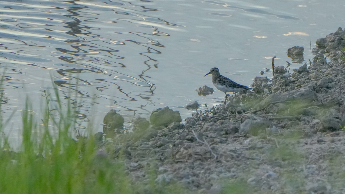 Pectoral Sandpiper - ML639692843
