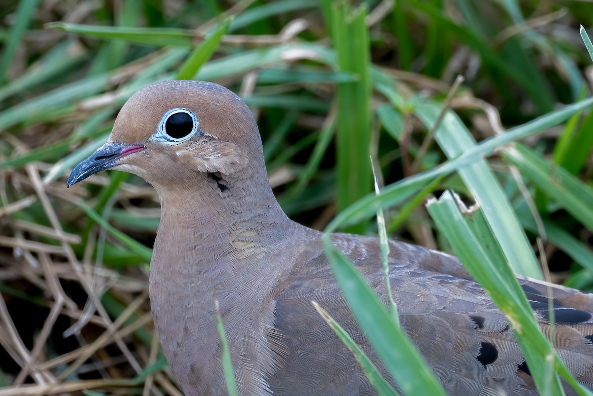 Mourning Dove - ML639692845