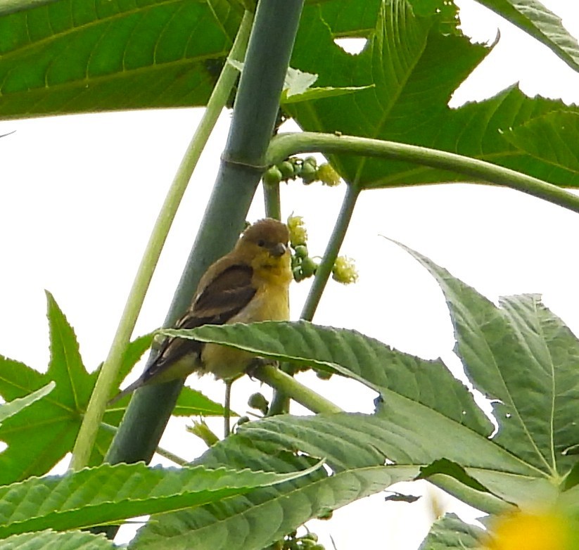 Lesser Goldfinch - ML639692846