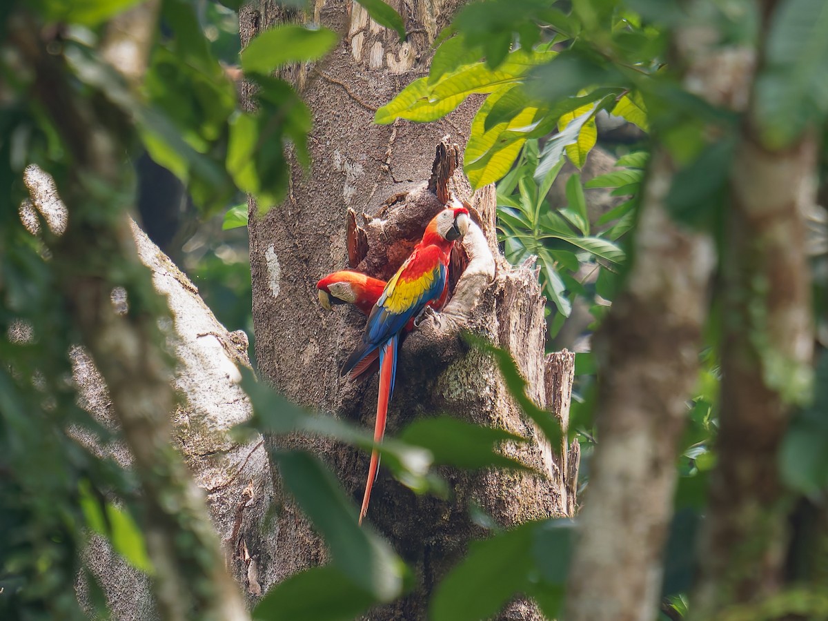 Scarlet Macaw - ML639692847