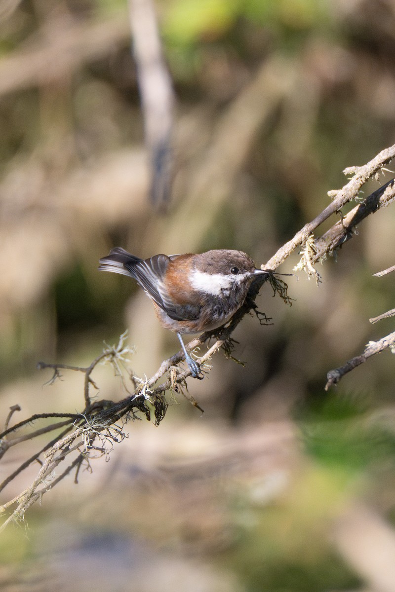 Chestnut-backed Chickadee - ML639692849