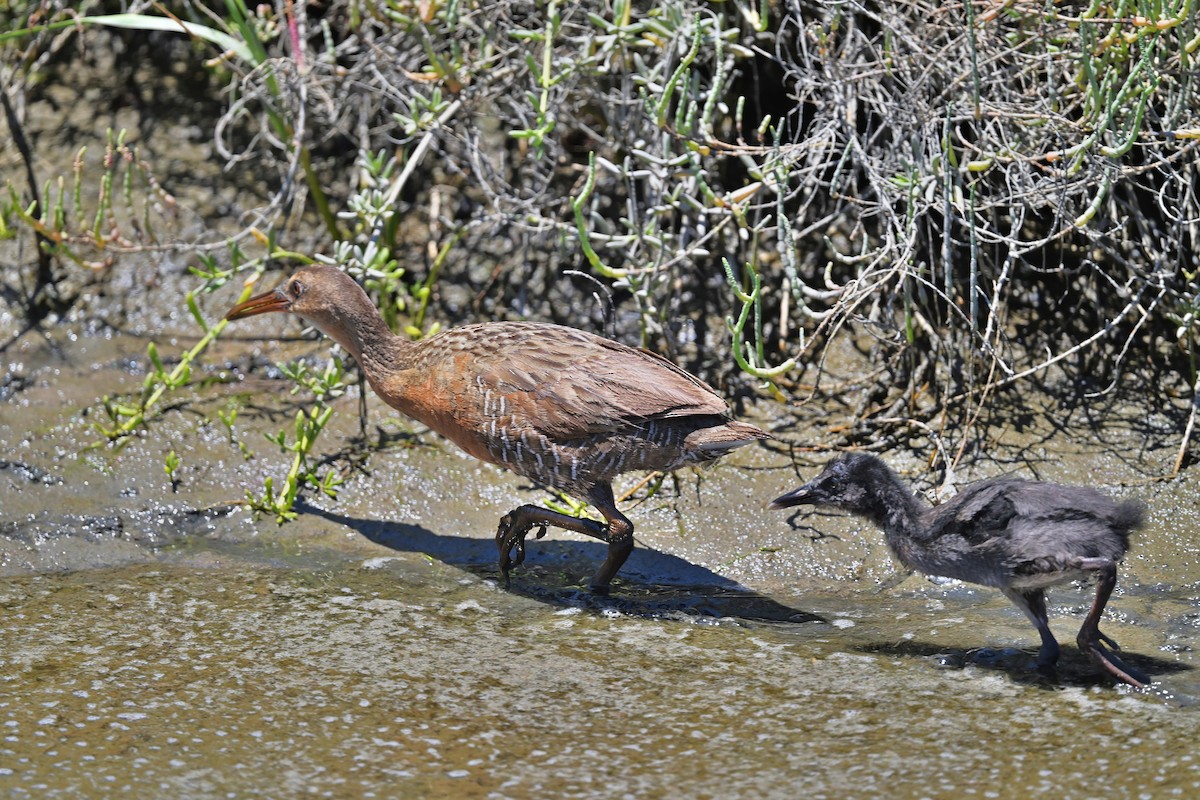 Ridgway's Rail - ML639692851