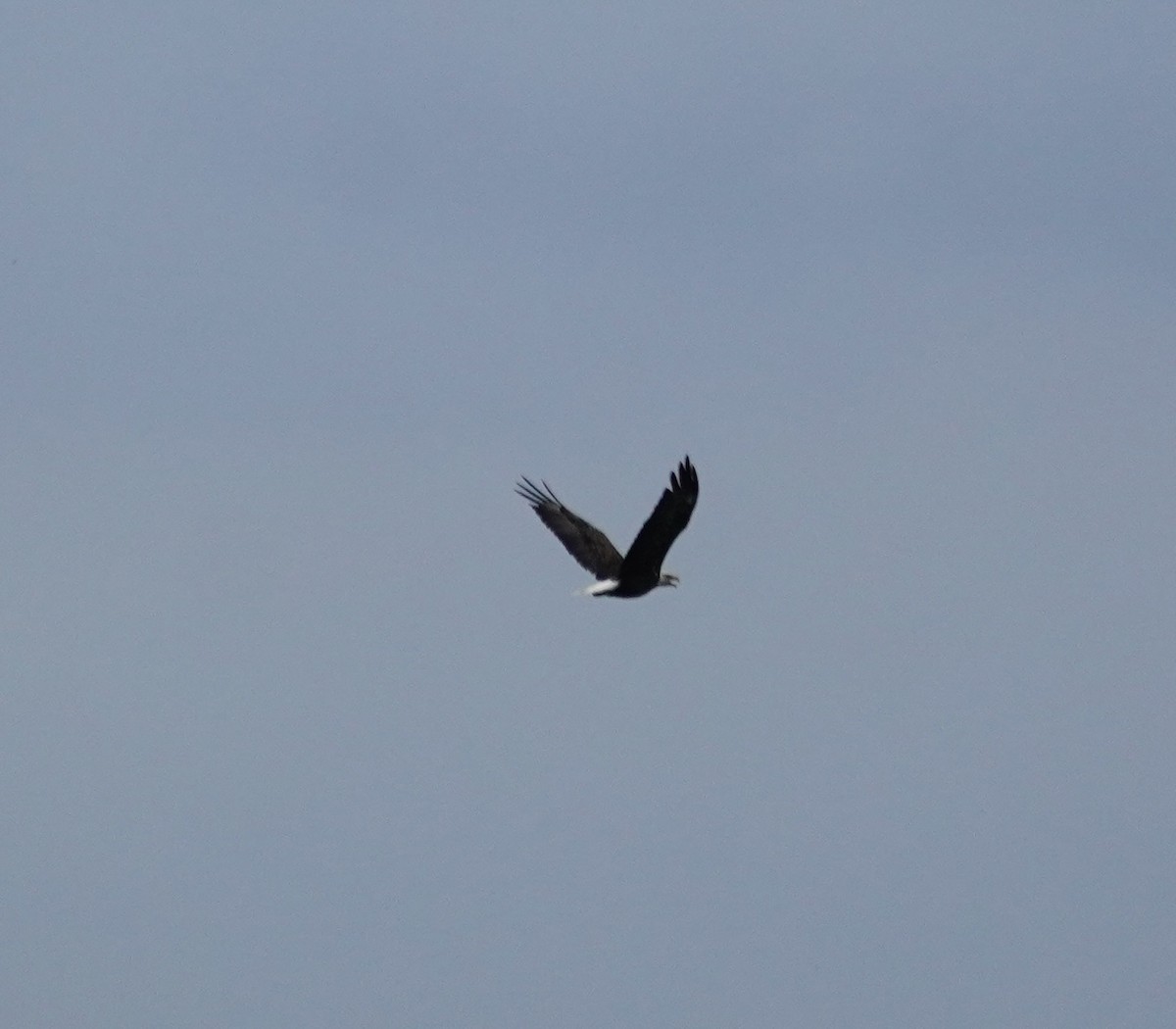 Bald Eagle - ML639692853