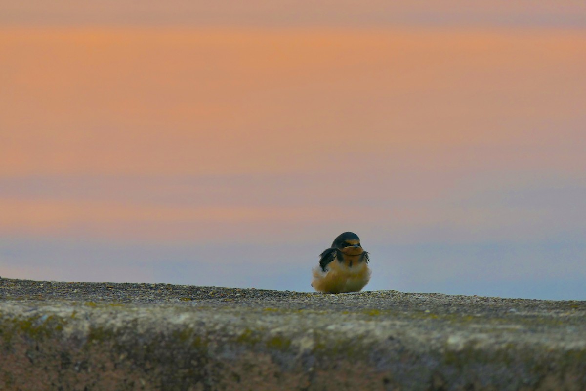 Barn Swallow (American) - ML639692863