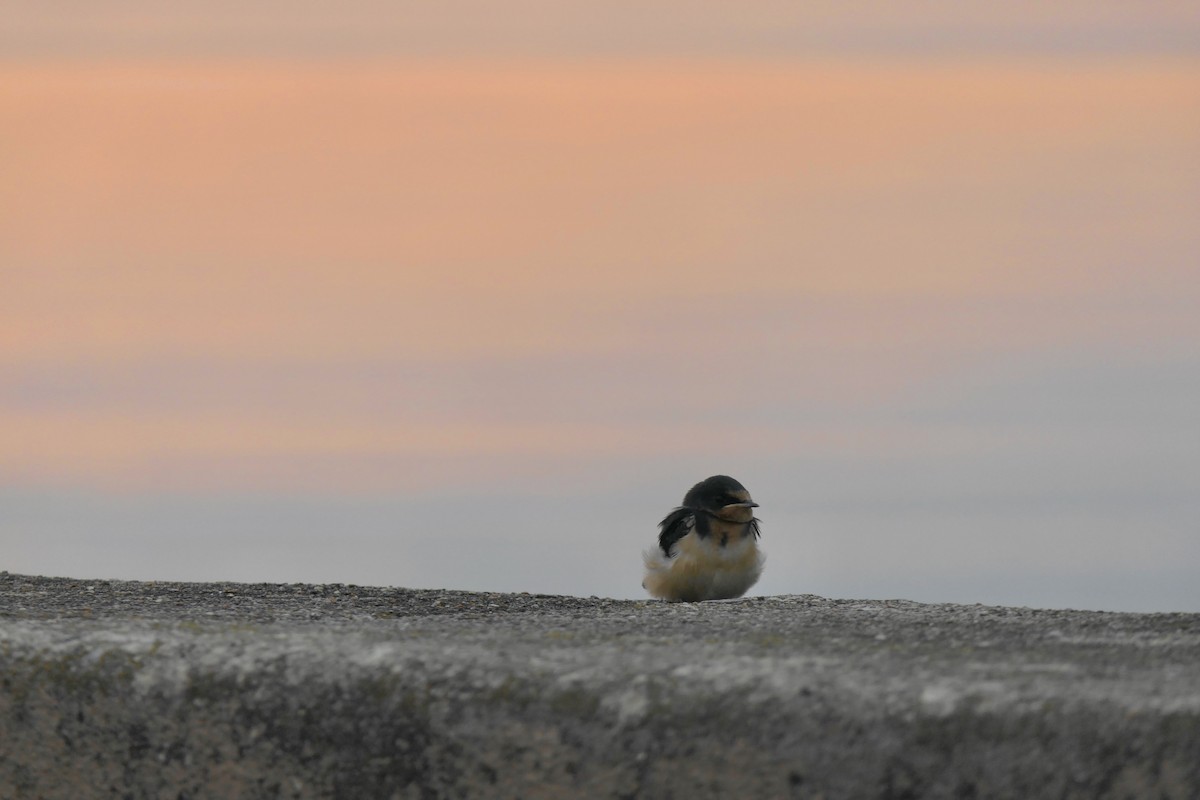 Barn Swallow (American) - ML639692864
