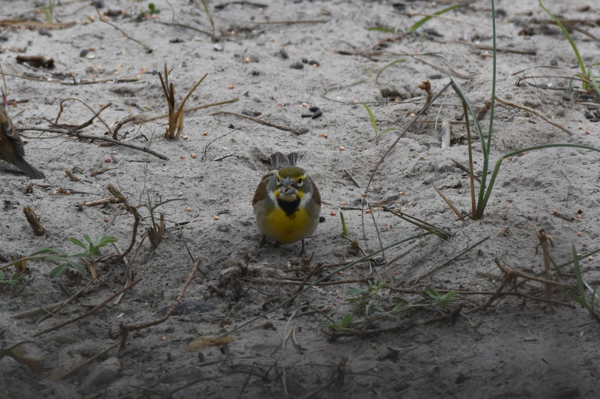 Dickcissel d'Amérique - ML639692873