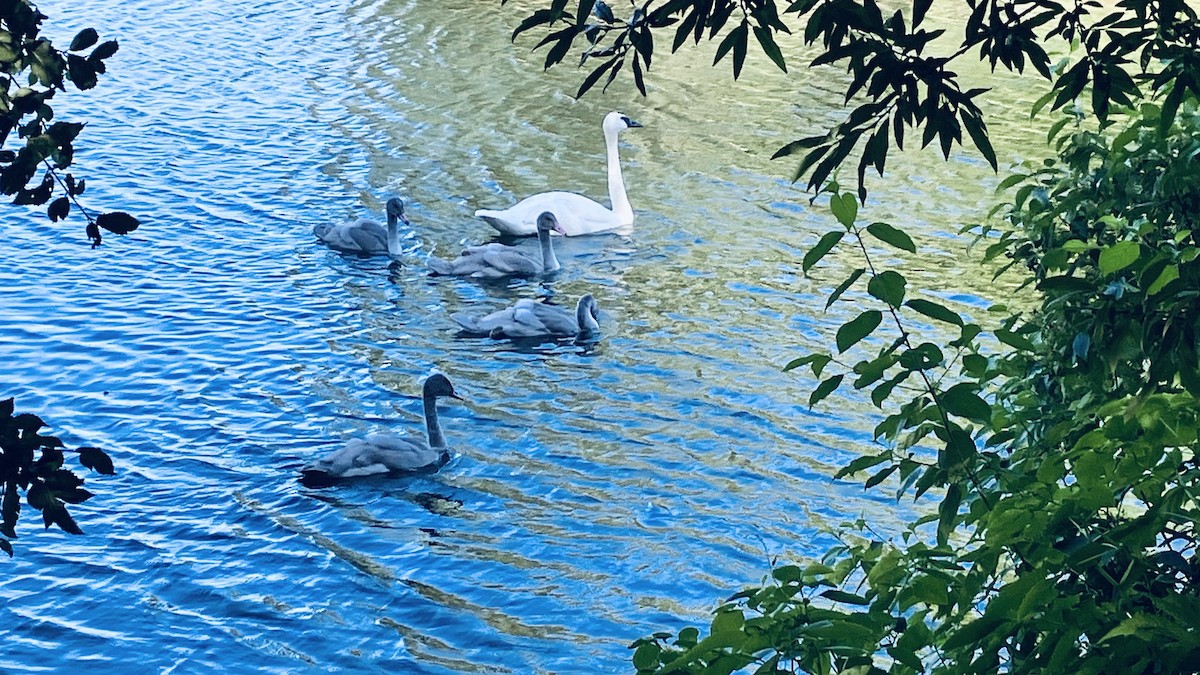 Cygne trompette - ML639692892