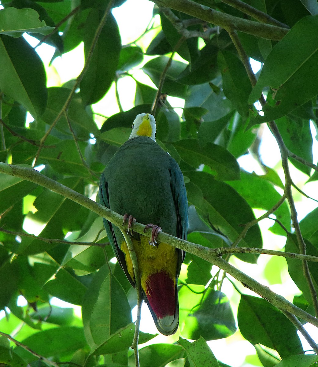 Black-naped Fruit-Dove - ML63969291