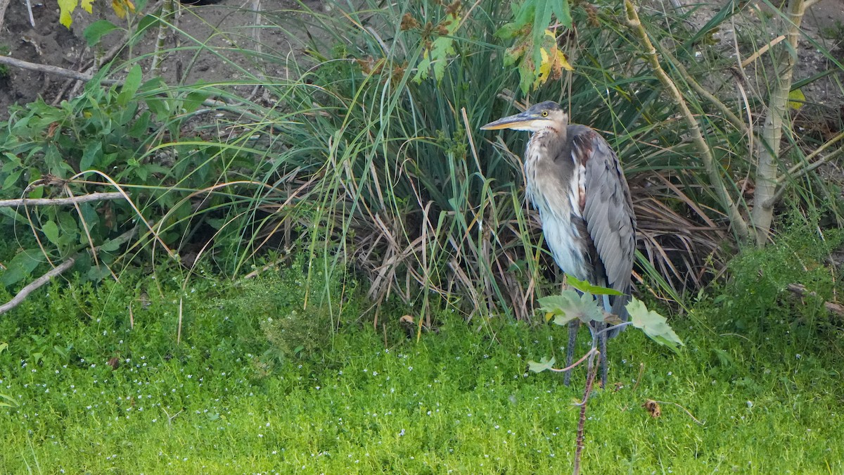 Garza Azulada - ML639692925