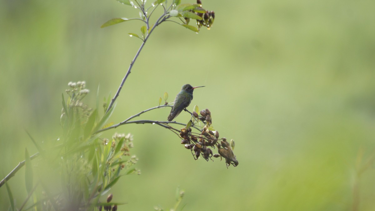 Broad-billed Hummingbird - ML639692963