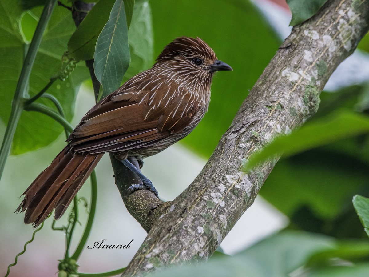 Striated Laughingthrush - ML639692964