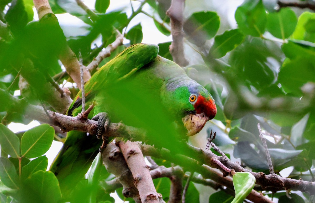 Red-crowned Amazon - ML639692965