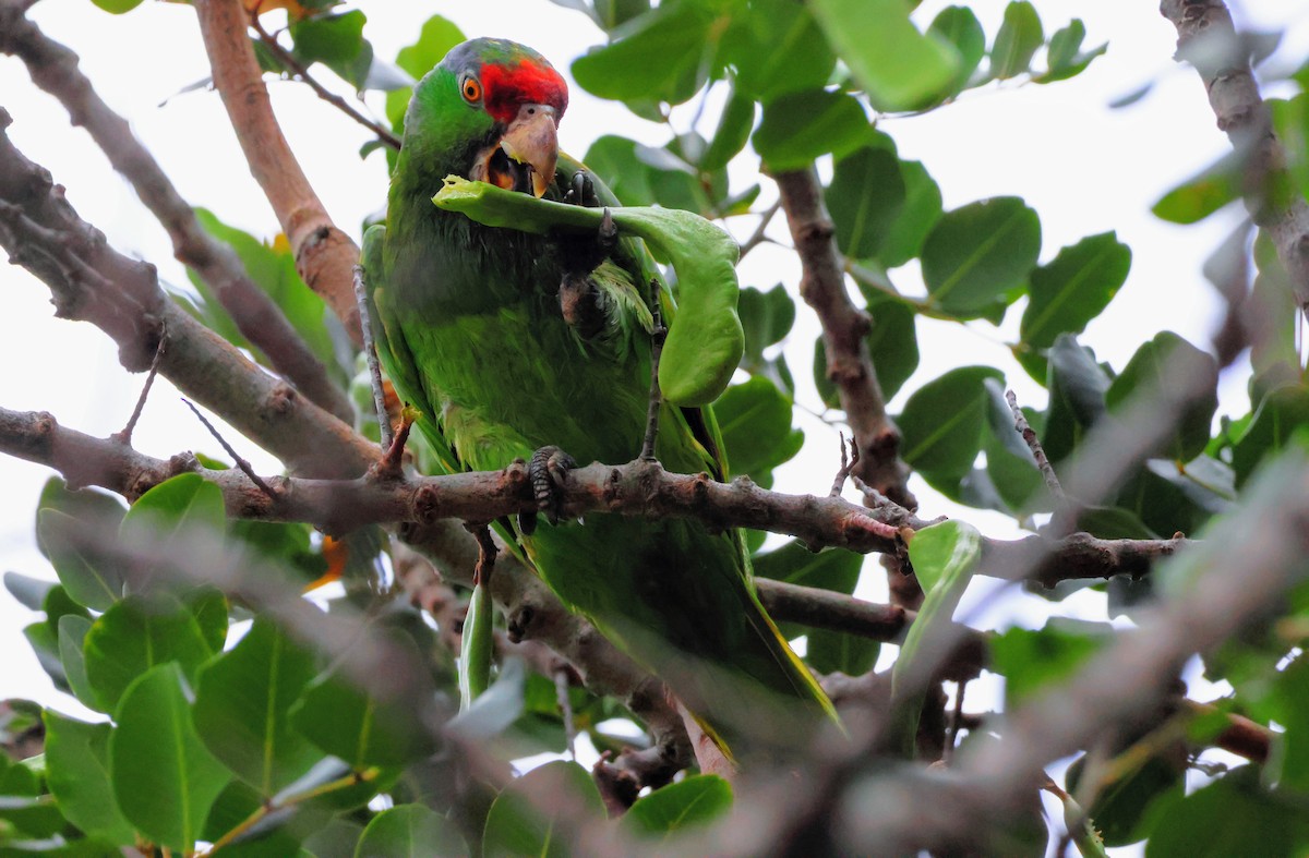 Red-crowned Amazon - ML639692966