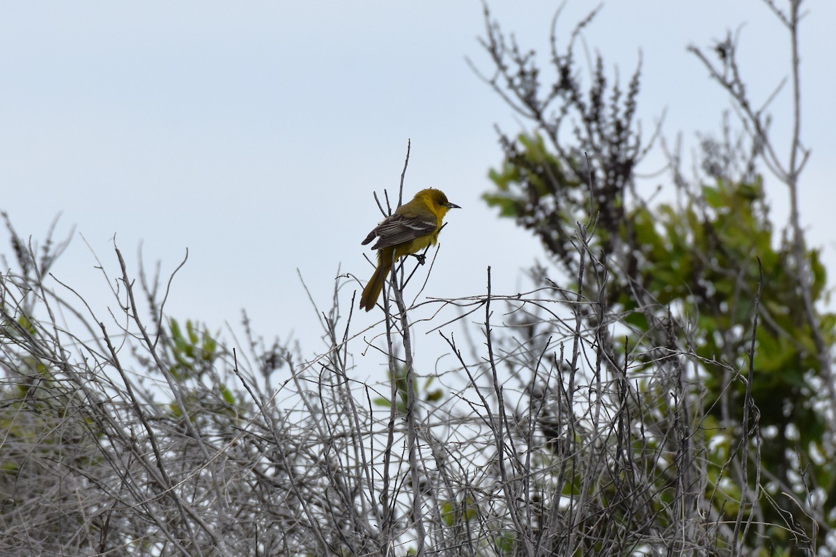 Orchard Oriole - ML639692967