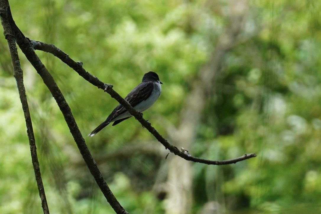 Eastern Kingbird - ML639692968