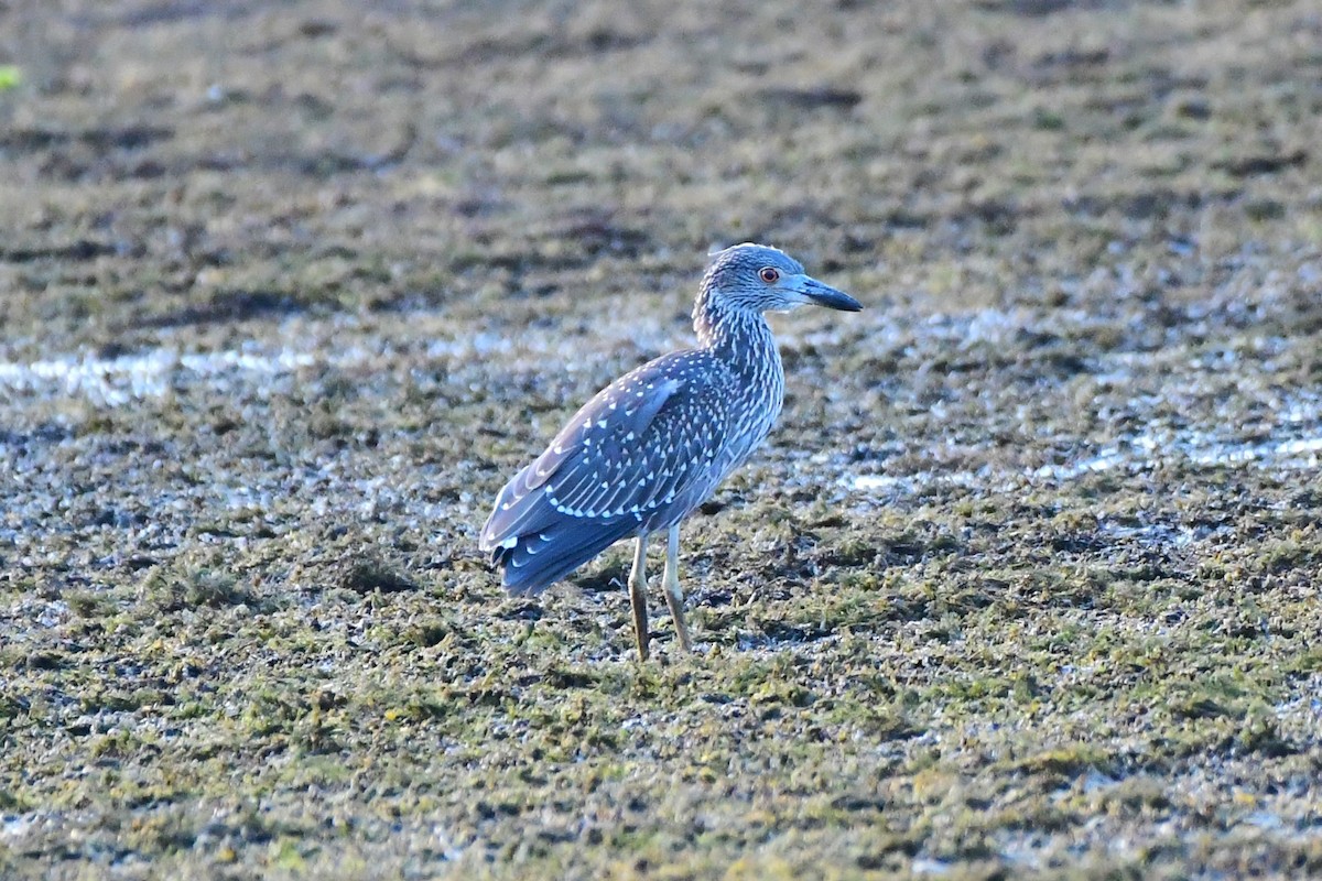 Yellow-crowned Night Heron - ML639692972