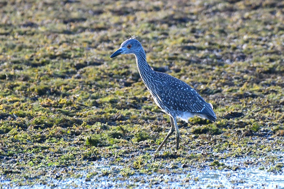 Yellow-crowned Night Heron - ML639692973