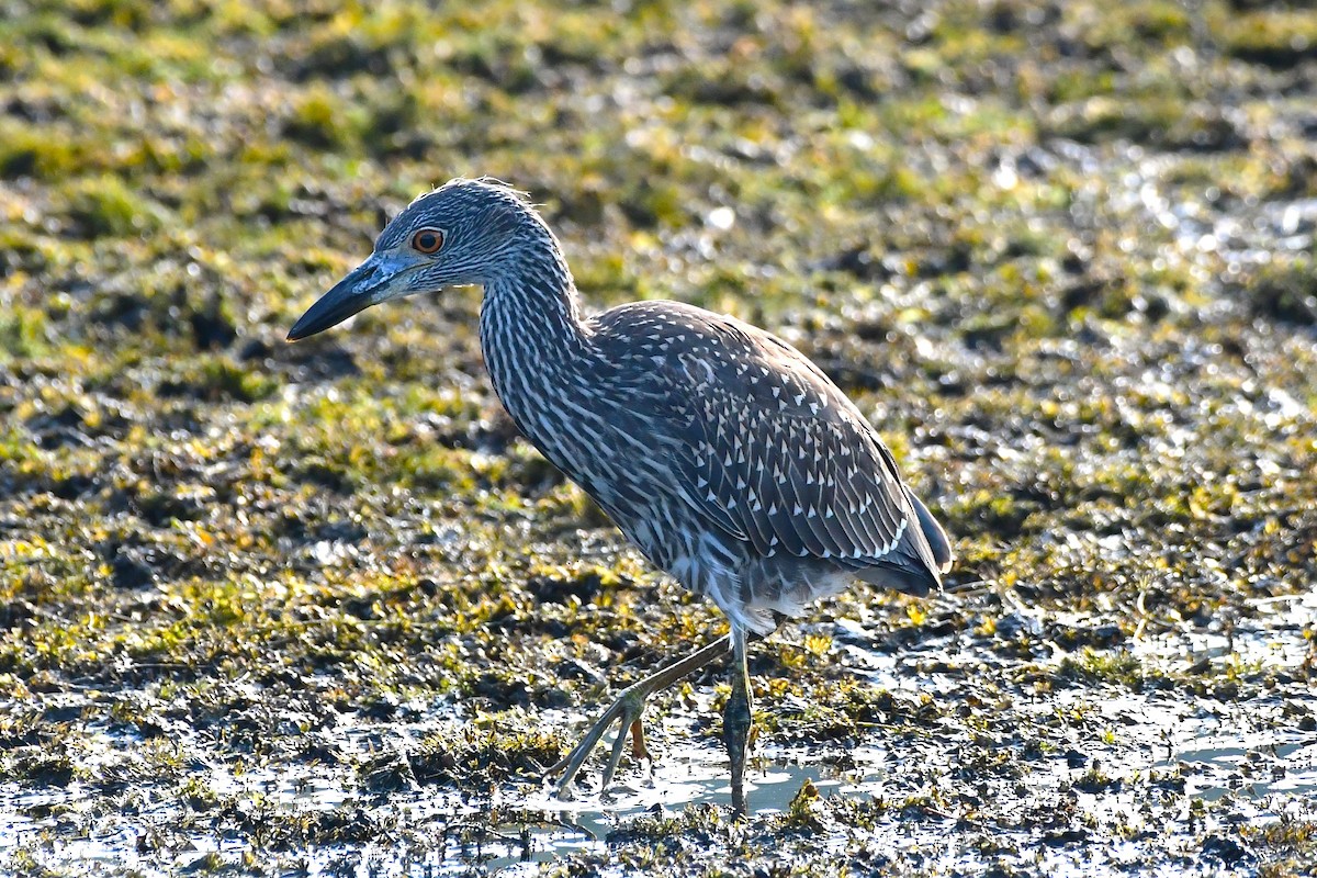 Yellow-crowned Night Heron - ML639692974