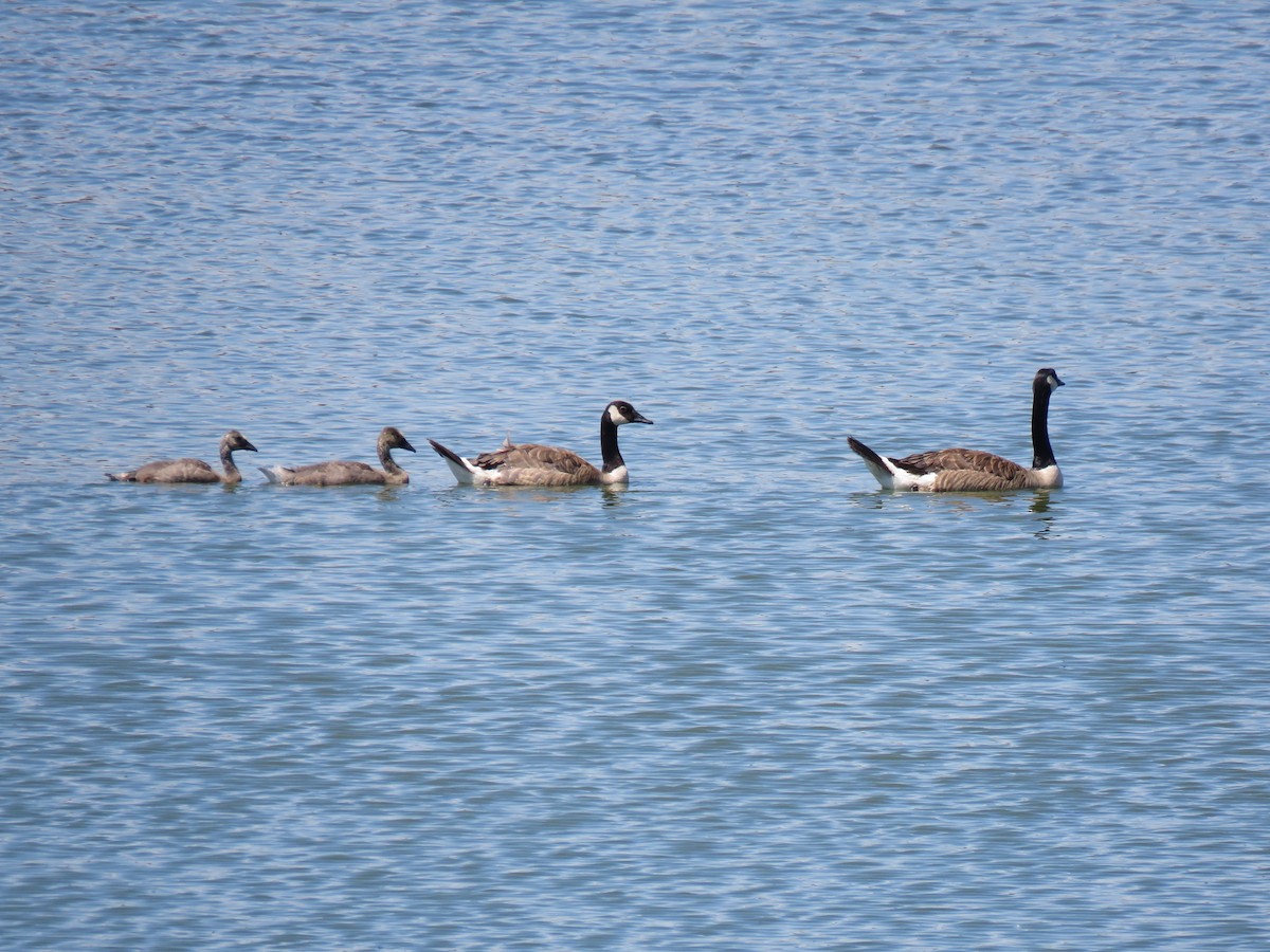Branta kanadar handia - ML639692990