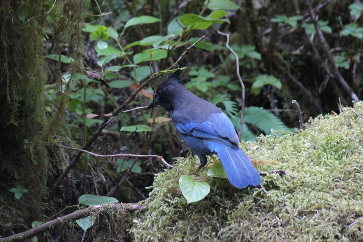 Steller's Jay - ML639693000