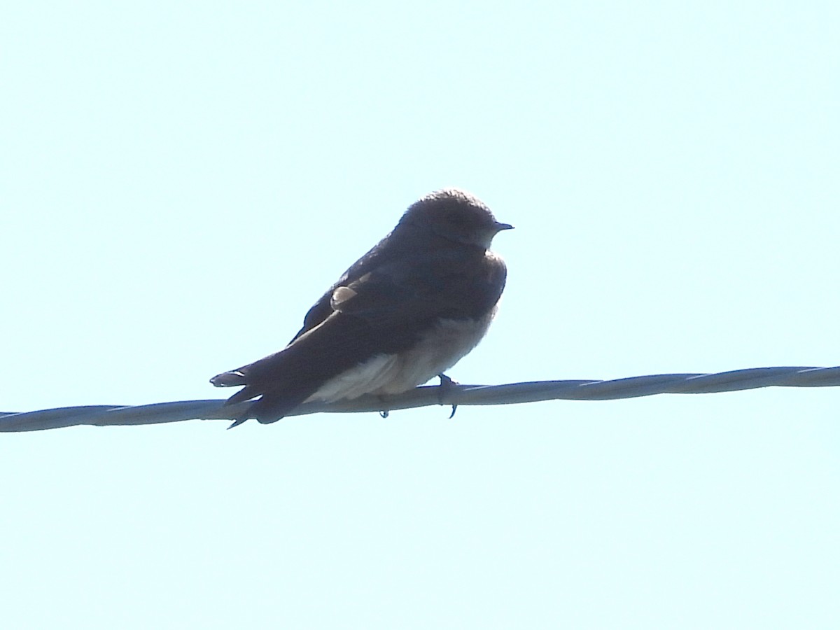 Northern Rough-winged Swallow - ML639693001