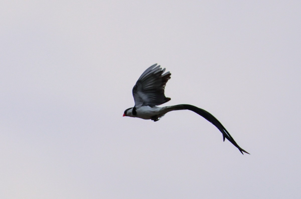 Pin-tailed Whydah - ML639693007