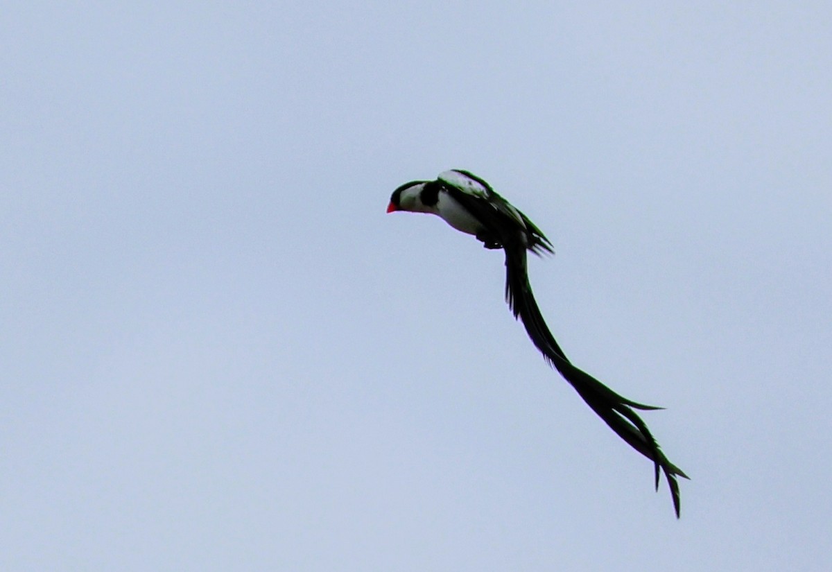 Pin-tailed Whydah - ML639693008