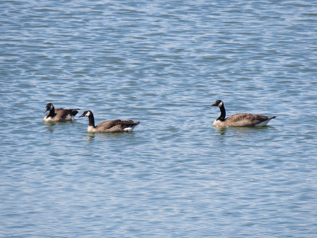 Branta kanadar handia - ML639693011