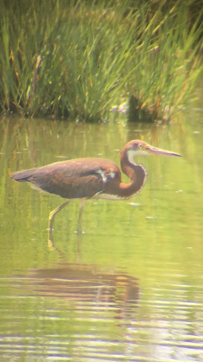 Tricolored Heron - ML639693024