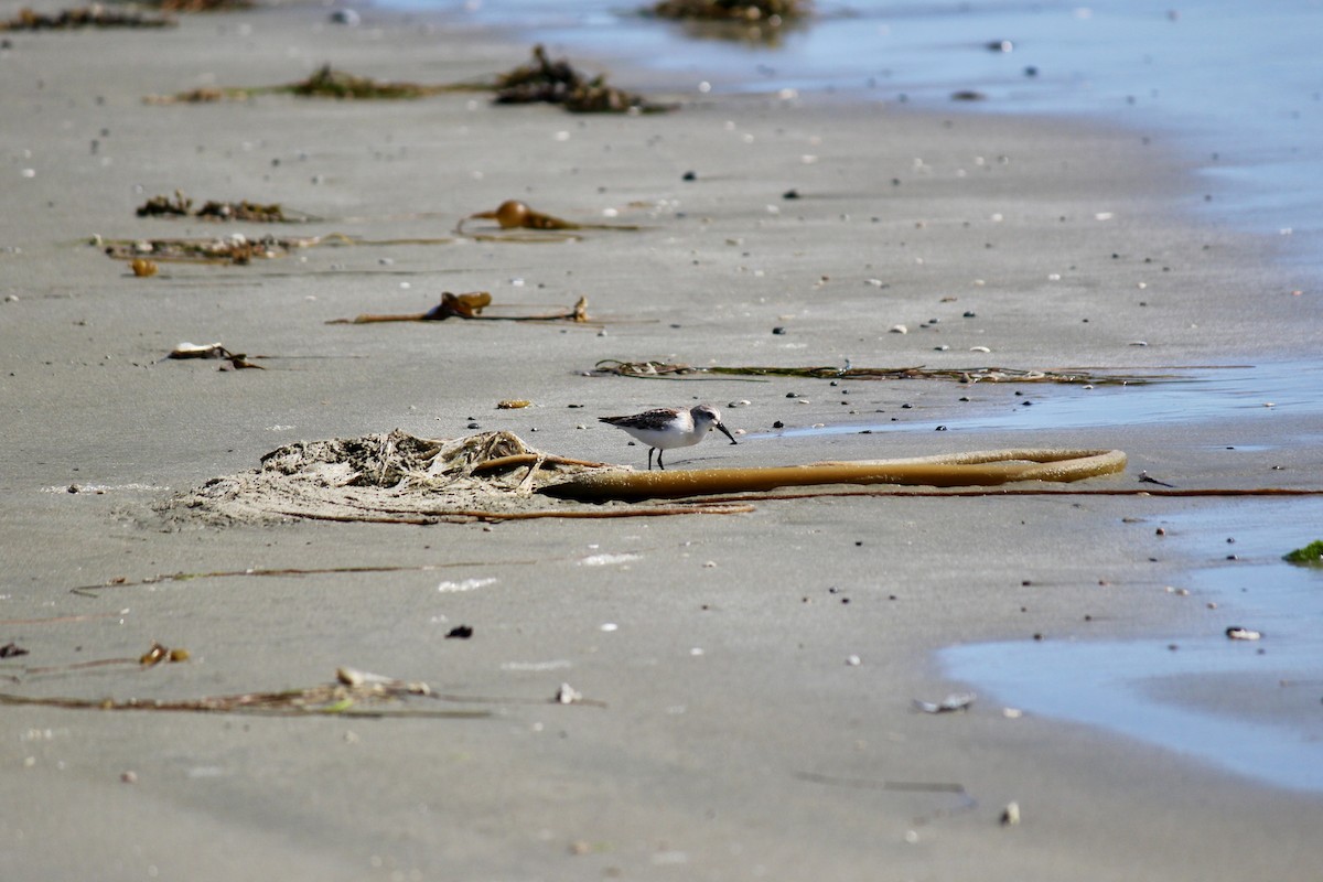 beringsnipe - ML639693109