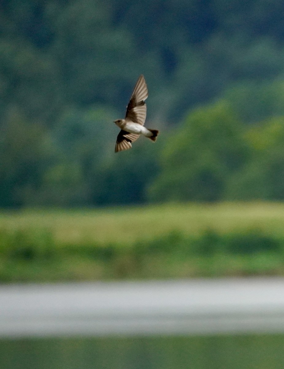 Northern Rough-winged Swallow - ML639693144