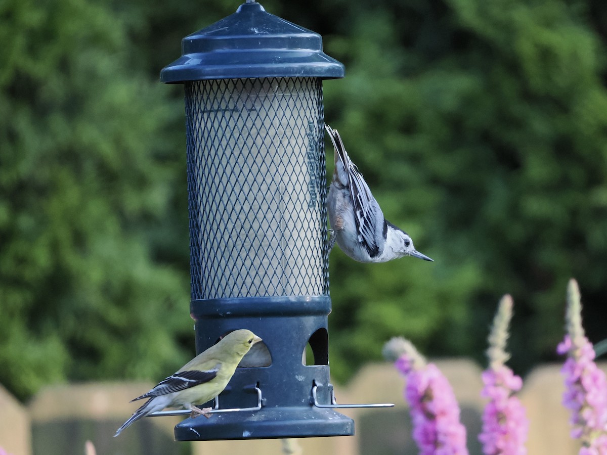 White-breasted Nuthatch - ML639693160
