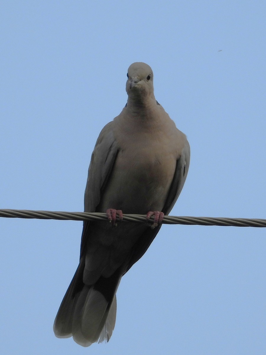 tyrkerdue - ML639693271