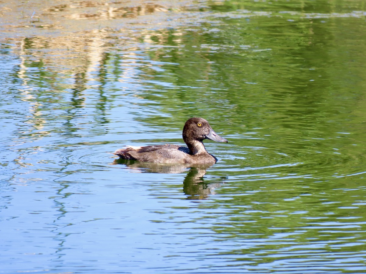 Lesser Scaup - ML639693277