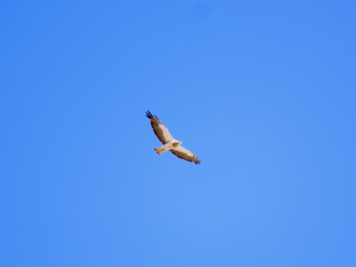 Swainson's Hawk - ML639693289