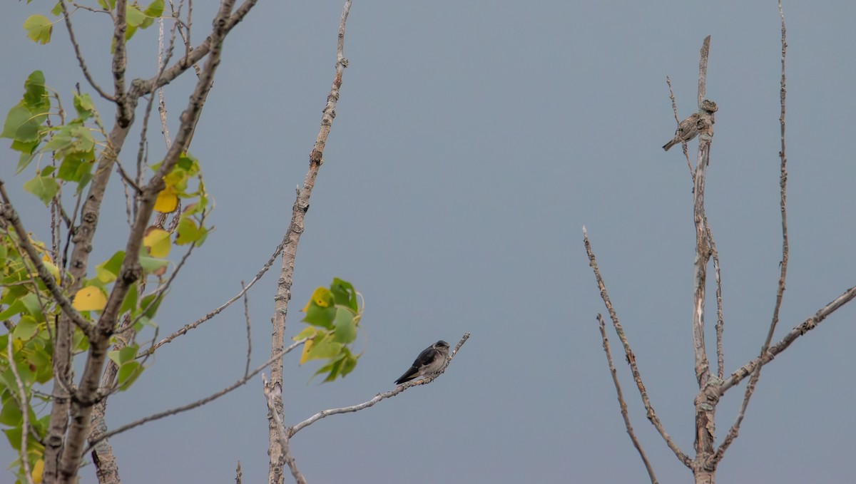 Tree Swallow - ML639693290