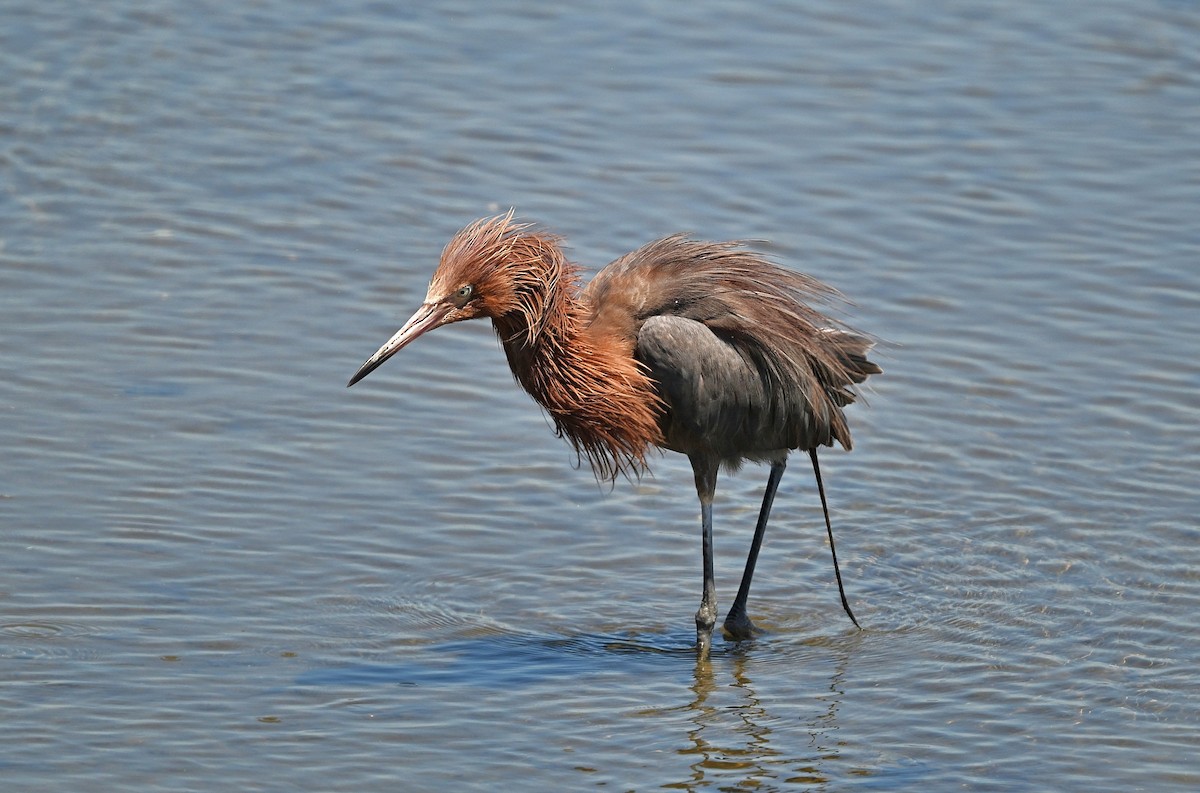 Reddish Egret - ML639693291