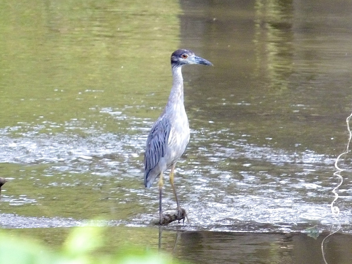 Yellow-crowned Night Heron - ML639693292