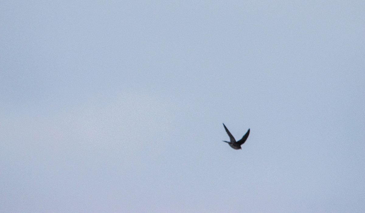 Purple Martin - ML639693294