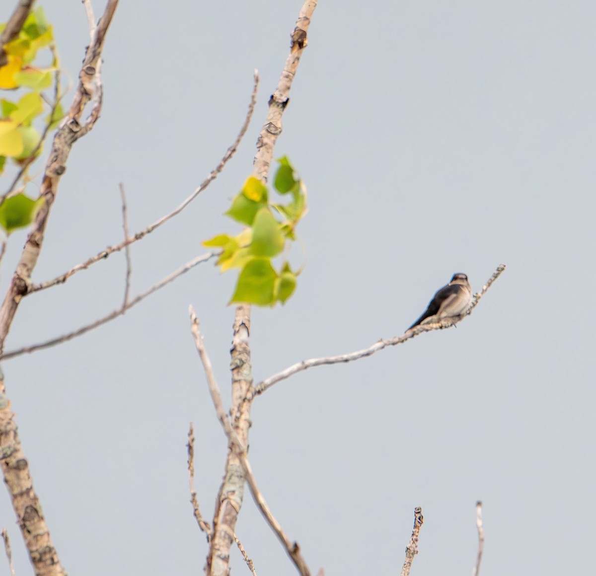 Tree Swallow - ML639693297